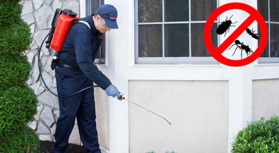 Poligon Gümüşkurt İlaçlama böcek ilaçlama ve haşere kontrolü — ilaclama-tr.com